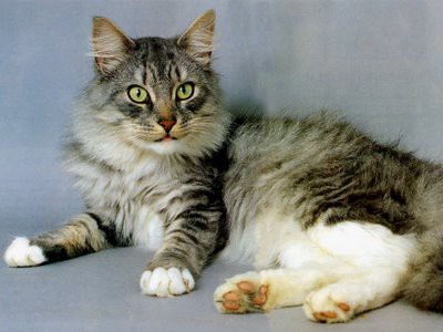 MAINE COON